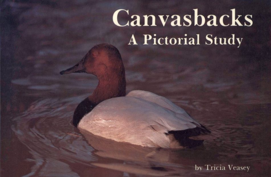 Canvasbacks