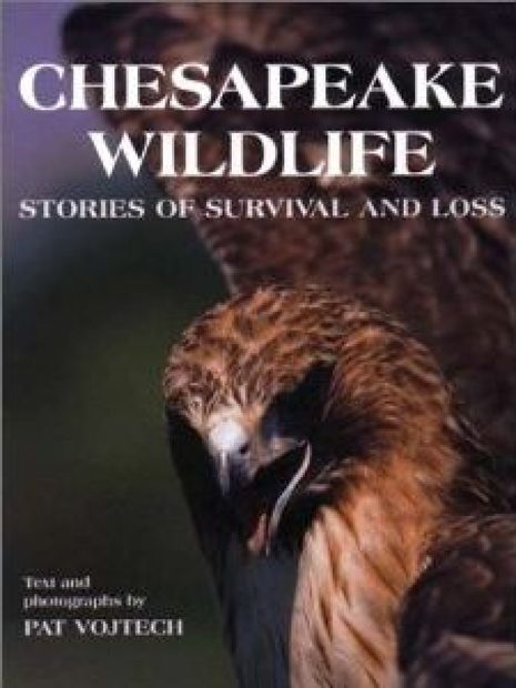 Chesapeake Wildlife