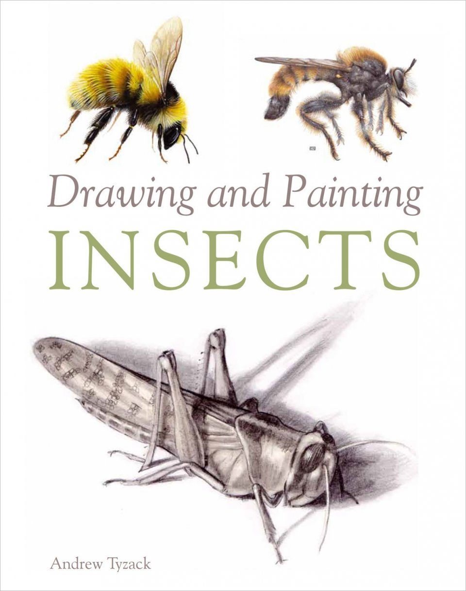 Drawing And Painting Insects Andrew Tyzack Katrina Van