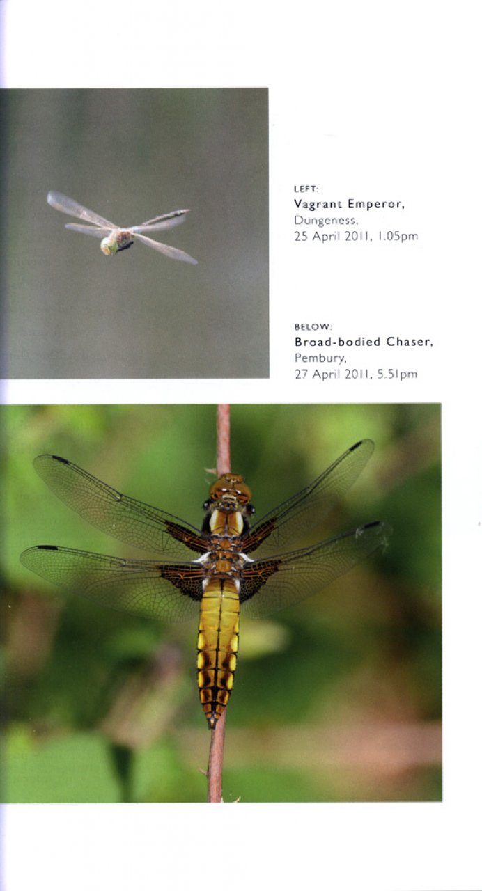 Dragonflight In Search Of Britain S Dragonflies And