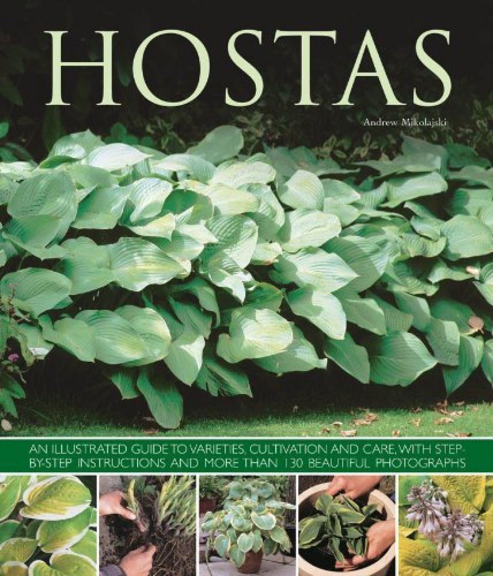 Hosta plant care instructions