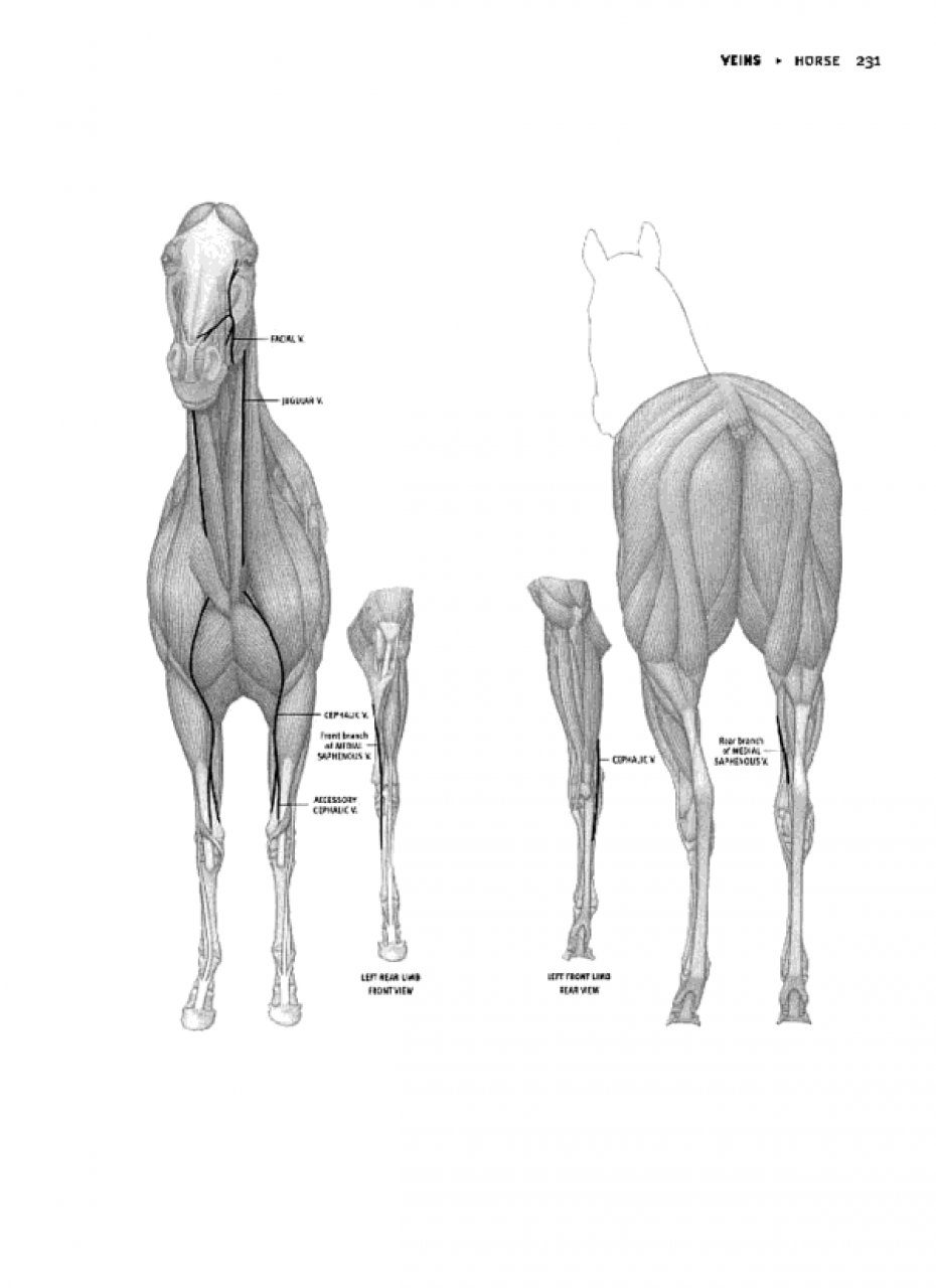 Animal Anatomy for Artists: The Elements of Form | NHBS Academic &  Professional Books