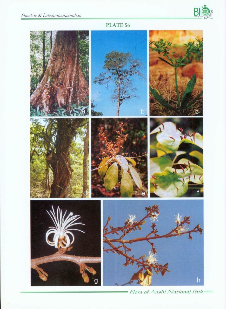 Flora of Anshi National Park: Western Ghats-Karnataka | NHBS Academic &  Professional Books