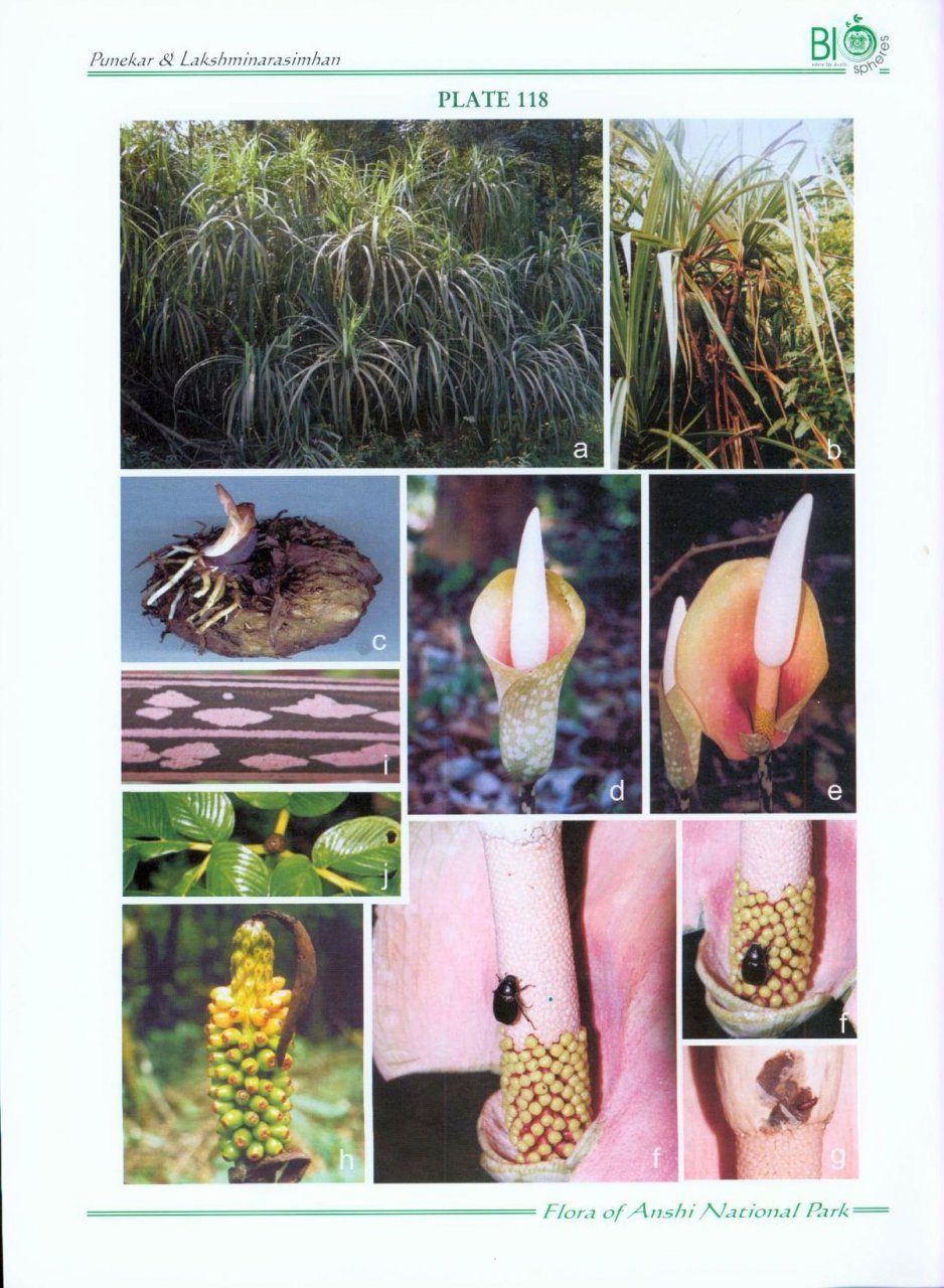 Flora of Anshi National Park: Western Ghats-Karnataka | NHBS Academic &  Professional Books
