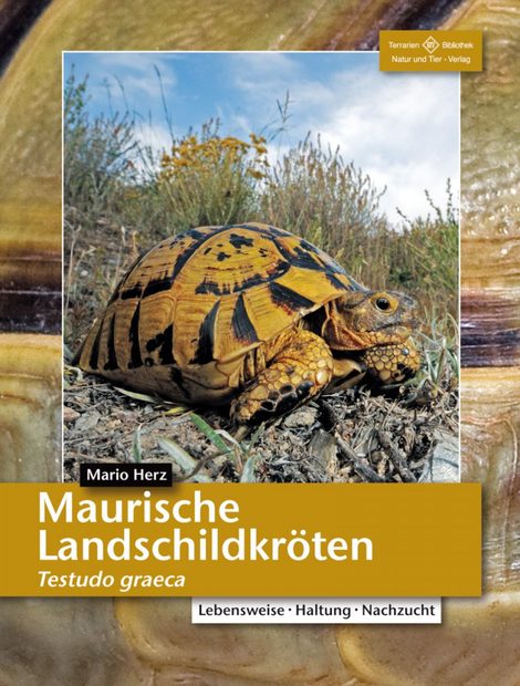 Maurische Landschildkröten (Testudo graeca)