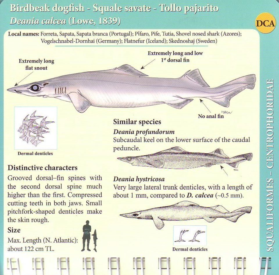 North Atlantic Fish Species Chart