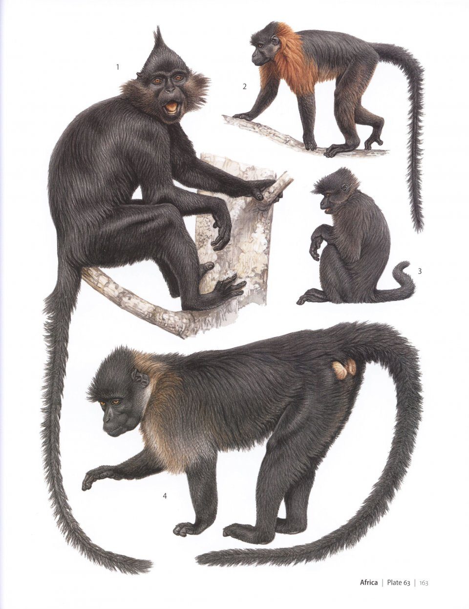 Primates Of The World An Illustrated Guide Jean Jacques