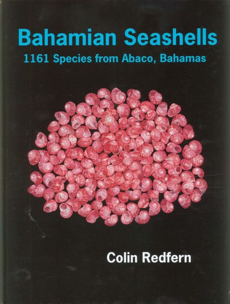 Bahamian Seashells