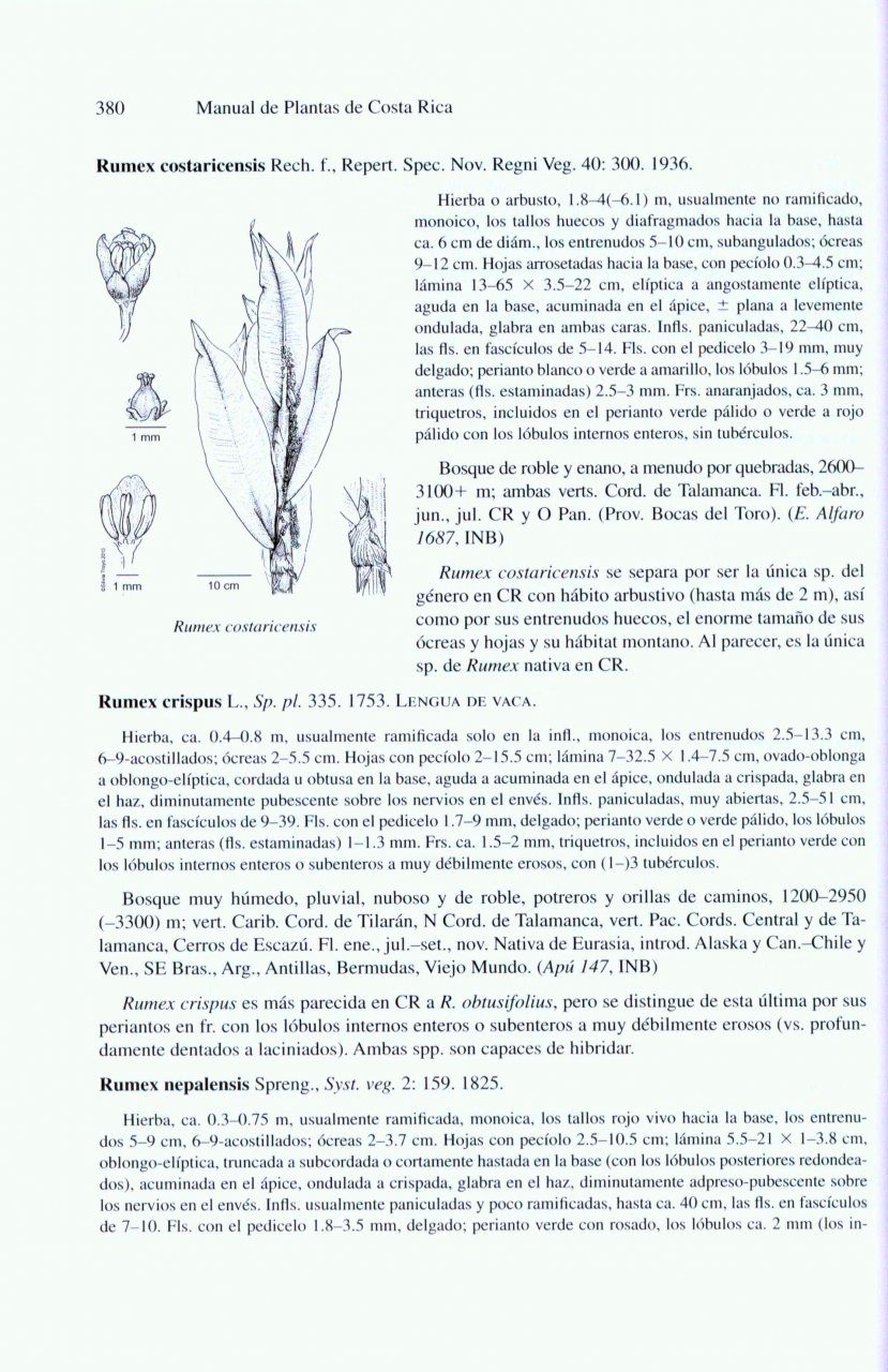 Manual de Plantas de Costa Rica: Volume VII: Dicotiledóneas ...