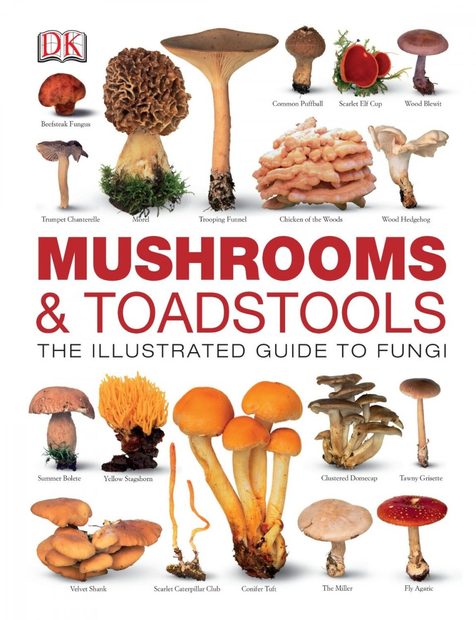 Mushrooms & Toadstools: The Illustrated Guide to Fungi | NHBS Field ...