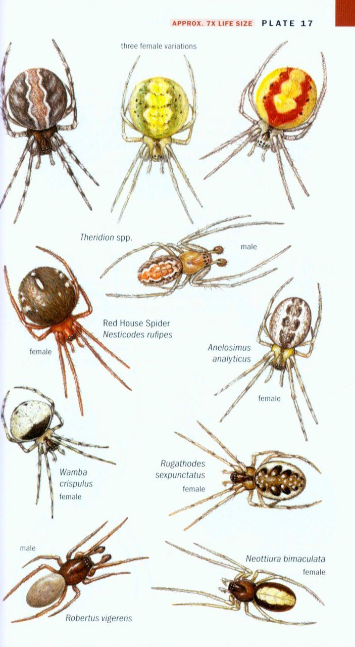 Field Guide To The Spiders Of