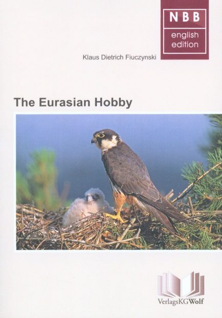 The Eurasian Hobby [Falco subbuteo]