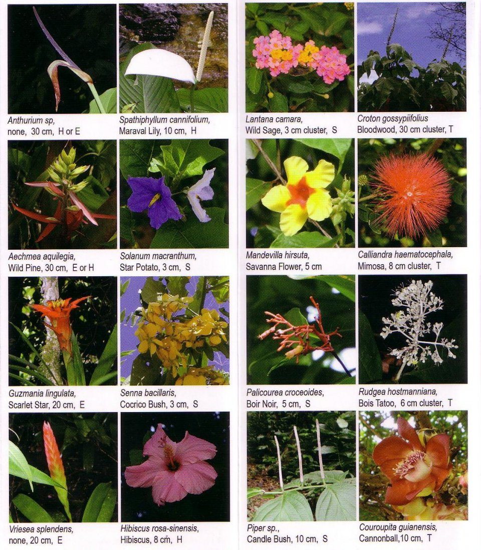 Trinidad And Tobago Wildflower Guide