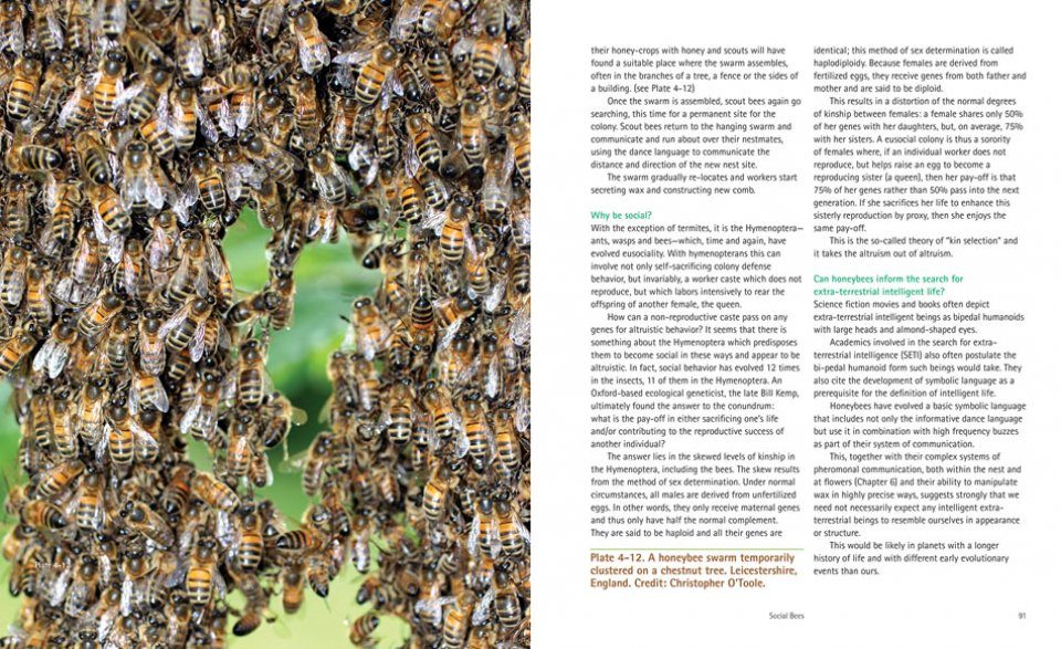 Bees A Natural History Chris O Toole Nhbs Book Shop