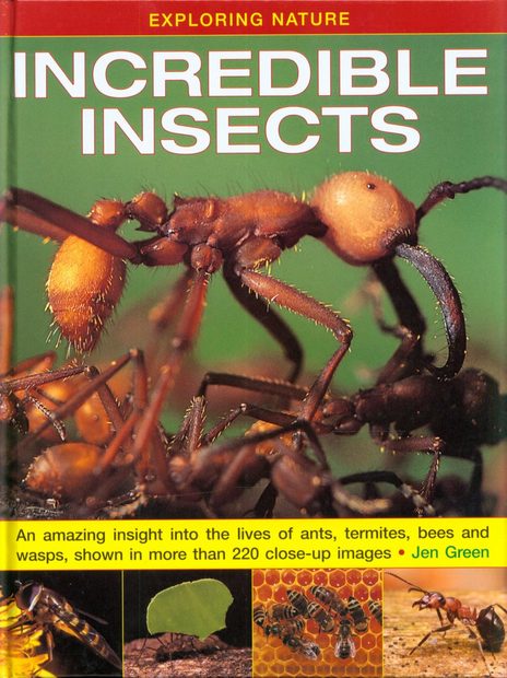 Incredible Insects