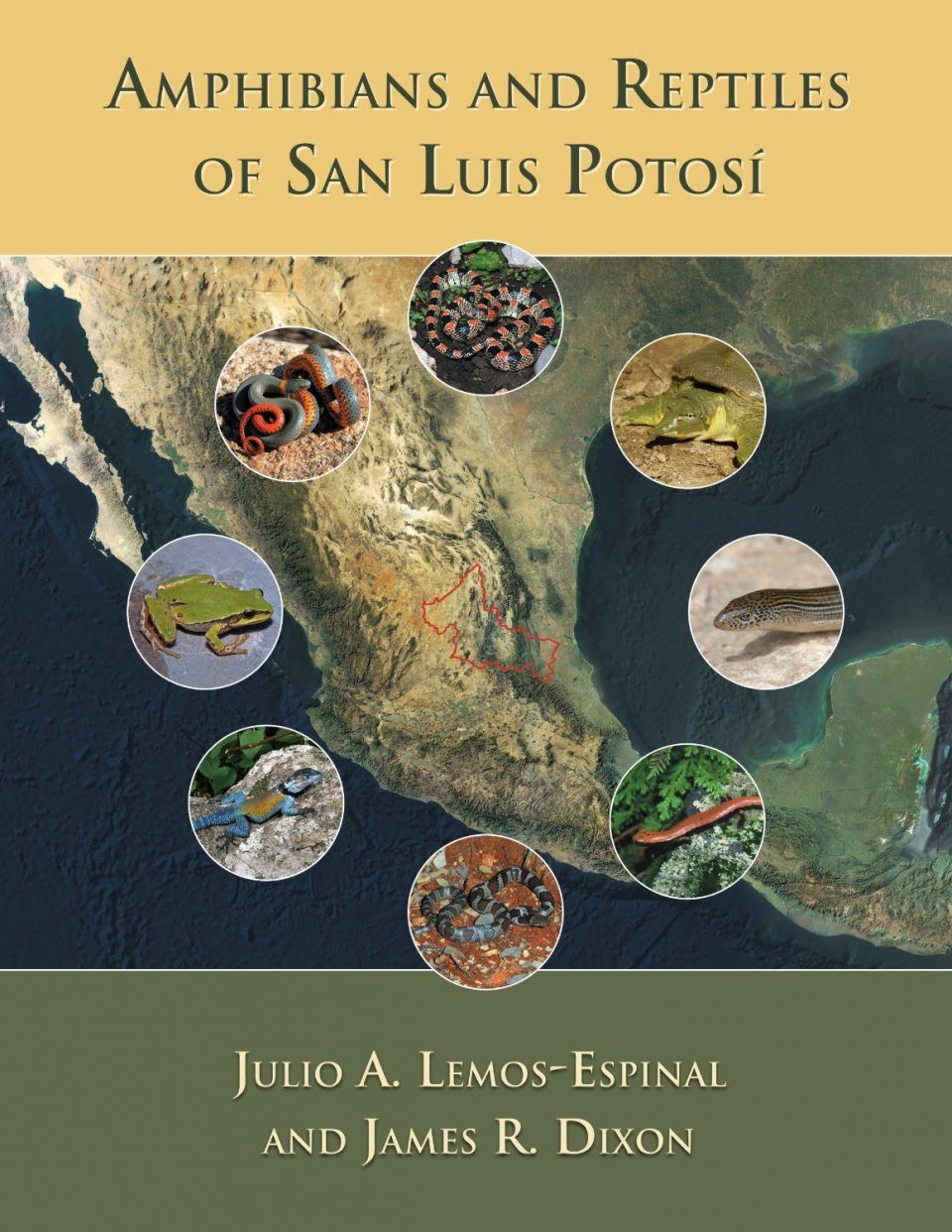 Amphibians And Reptiles Of San Luis Potos 237 Nhbs Field