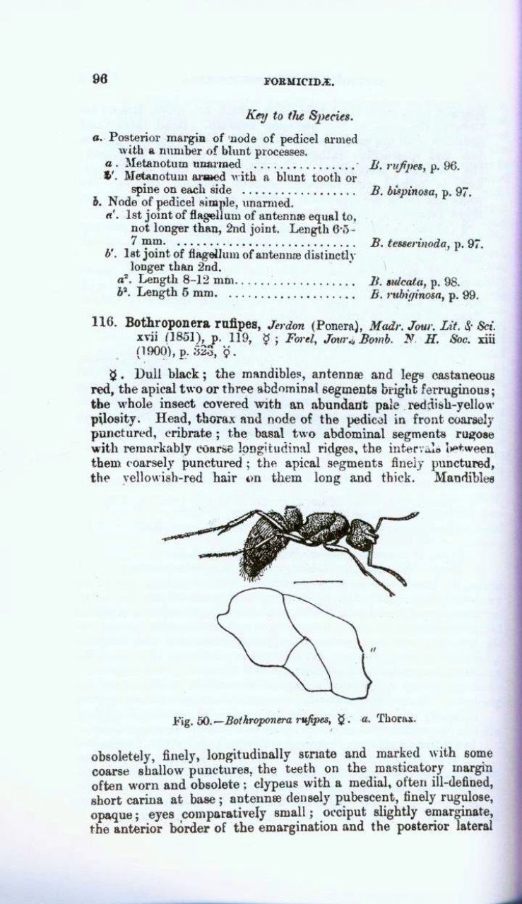 The Fauna of British India, Hymenoptera (2-Volume Set): Wasps and Bees ...