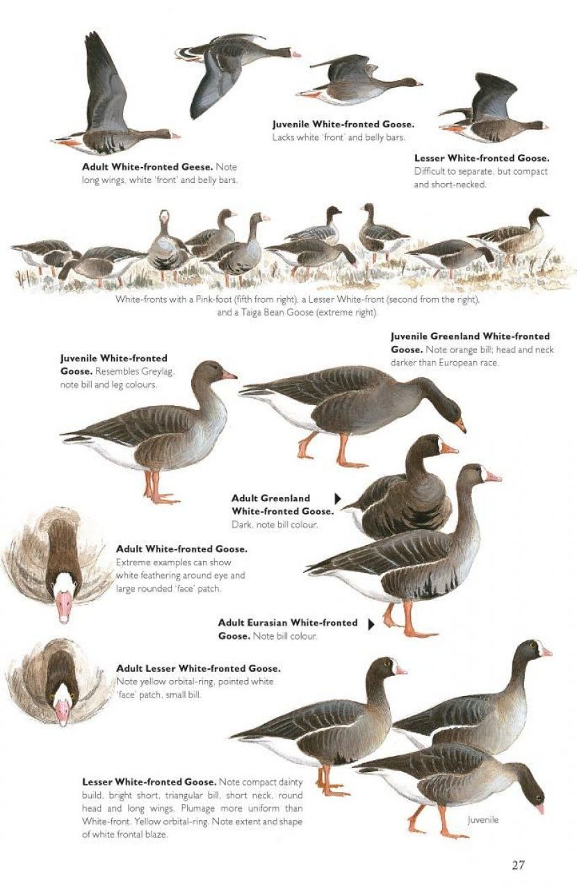 The Helm Guide To Bird Identification An In Depth Look At