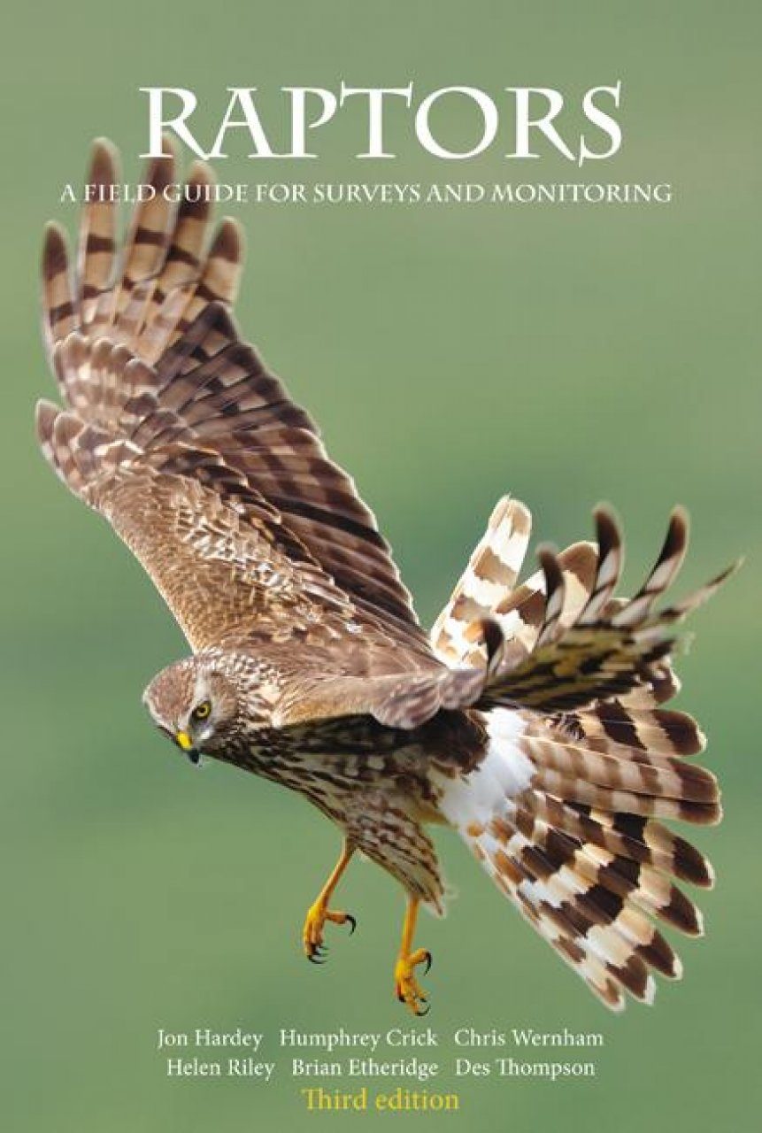 Birds of Prey: How to Find and Photograph Raptors - Nature TTL