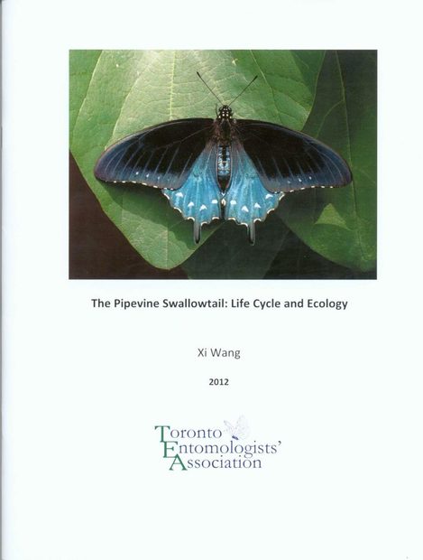 The Pipevine Swallowtail