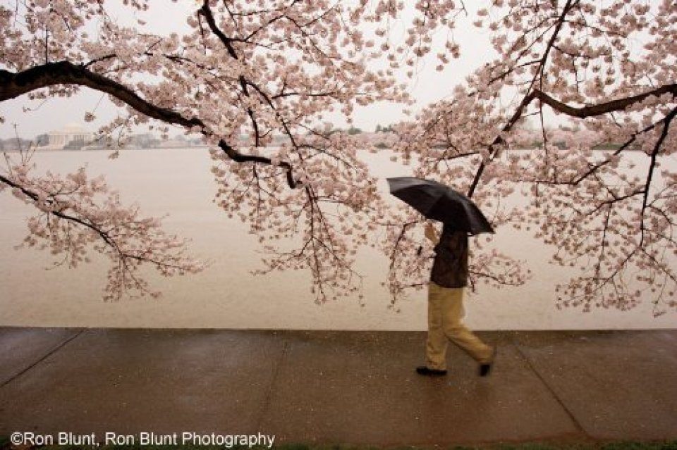 Cherry Blossoms: The Official Book of the National Cherry Blossom Festival  - Logo Vision, LLC