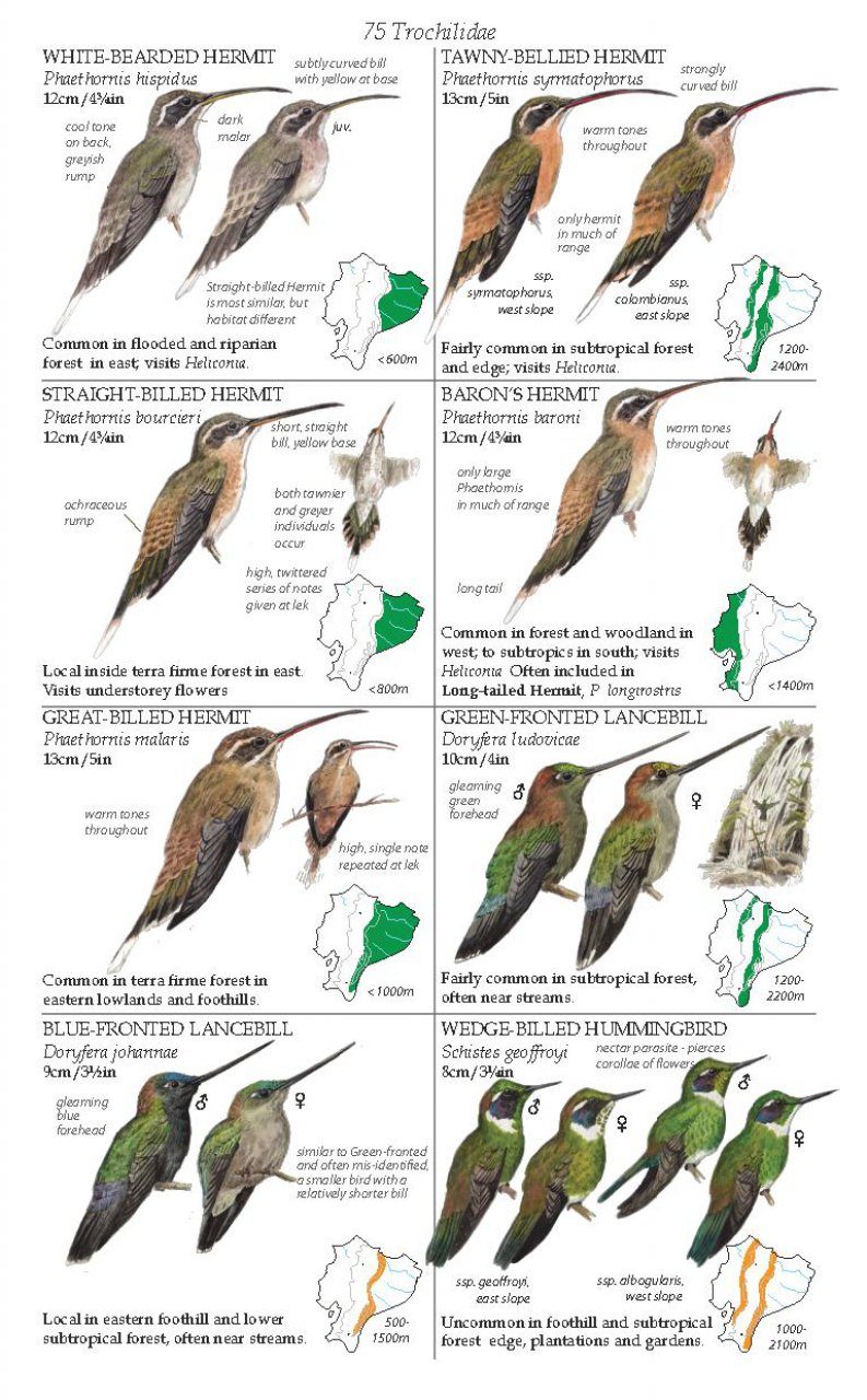 Fieldbook Of The Birds Of Ecuador Including The Gal 225 Pagos