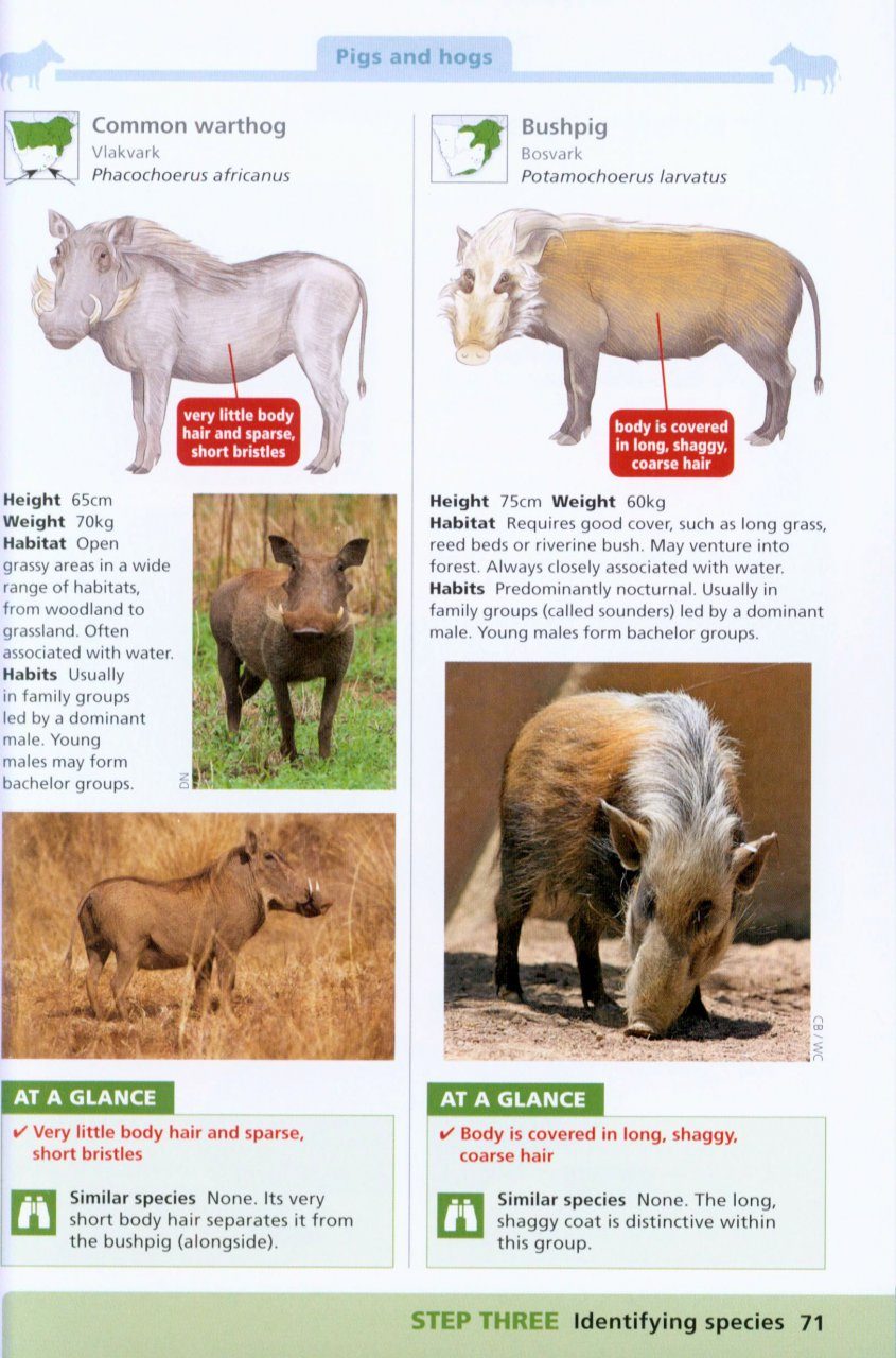 Southern African Mammals Made Simple | NHBS Field Guides & Natural History