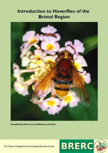 Introduction to Hoverflies of the Bristol Region