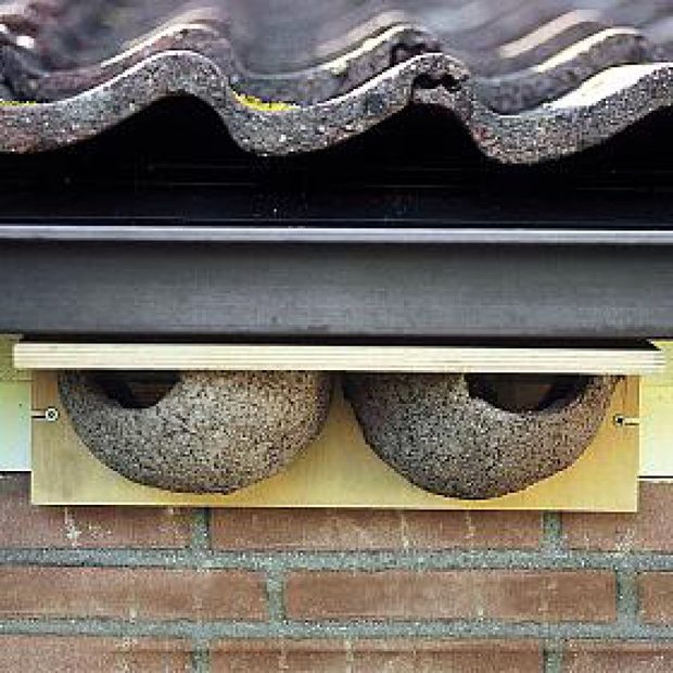 House Martin Nests
