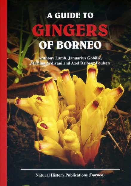 A Guide to Gingers of Borneo