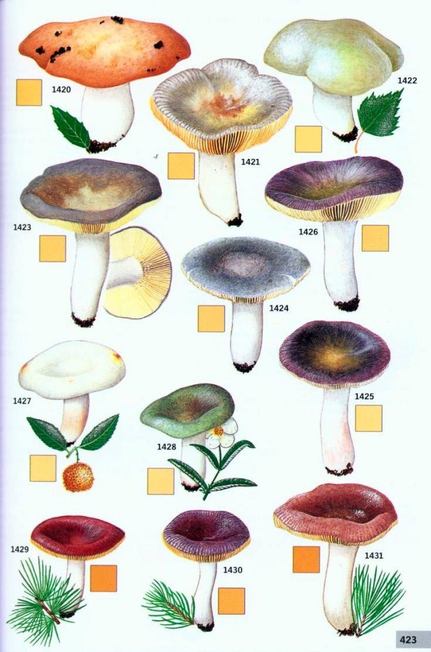 Guide des Champignons de France et d'Europe [Guide to the Mushrooms of  France and Europe]