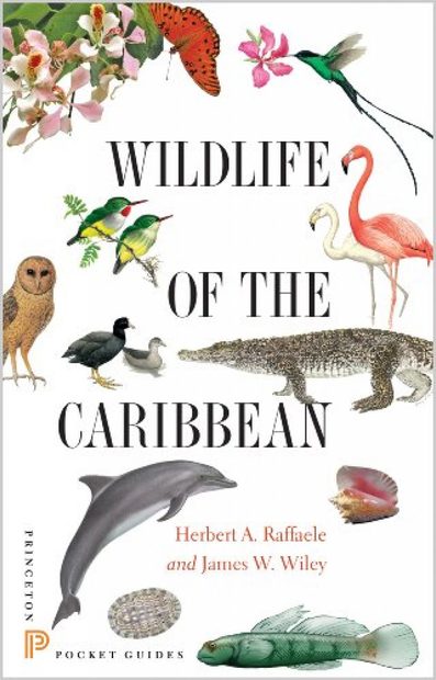 Wildlife of the Caribbean