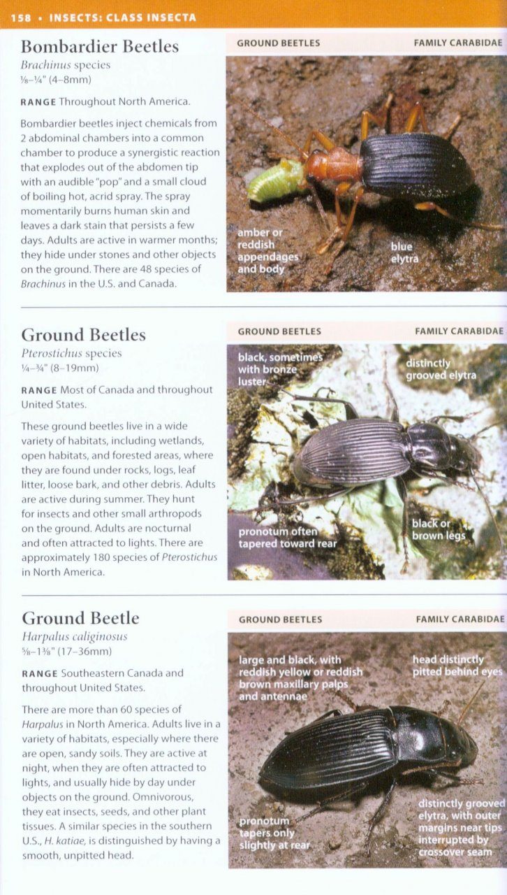 National Wildlife Federation Field Guide To Insects And