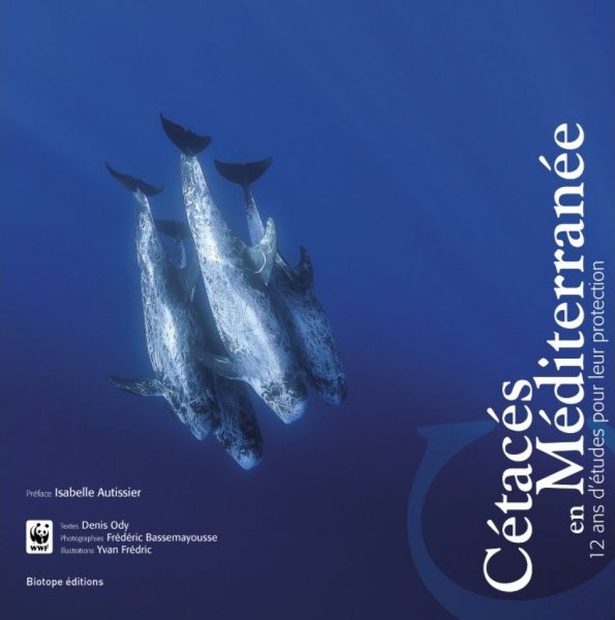 Cétacés en Méditerranée