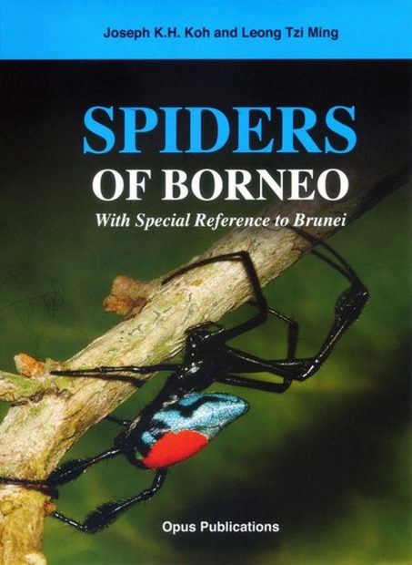 Spiders of Borneo