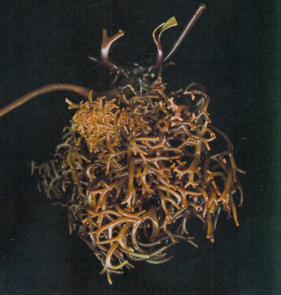  An Ocean Garden: The Secret Life of Seaweed: 9781419711701:  Iselin, Josie: Books