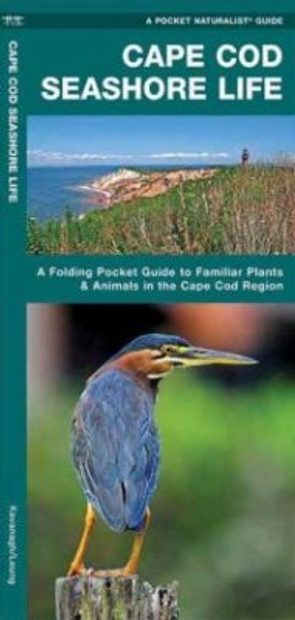 Cape Cod Seashore Life