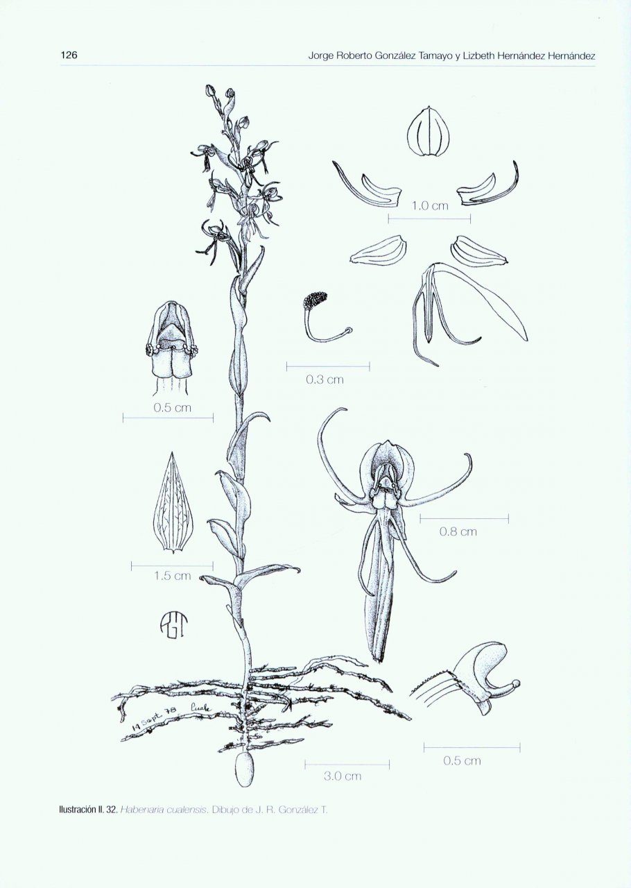 Las Orquídeas del Occidente de México, Volumen 1 [The Orchids of the ...