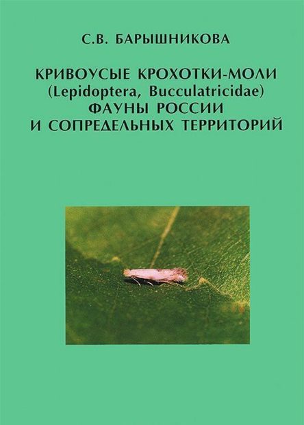 Krivousye Krokhotki-Moli (Lepidoptera, Bucculatricidae) Fauny Rossii i Sopredel'nykh Territorii [Bucculatricid moths (Lepidoptera, Bucculatricidae) of the Fauna of Russia and Adjacent Territories]