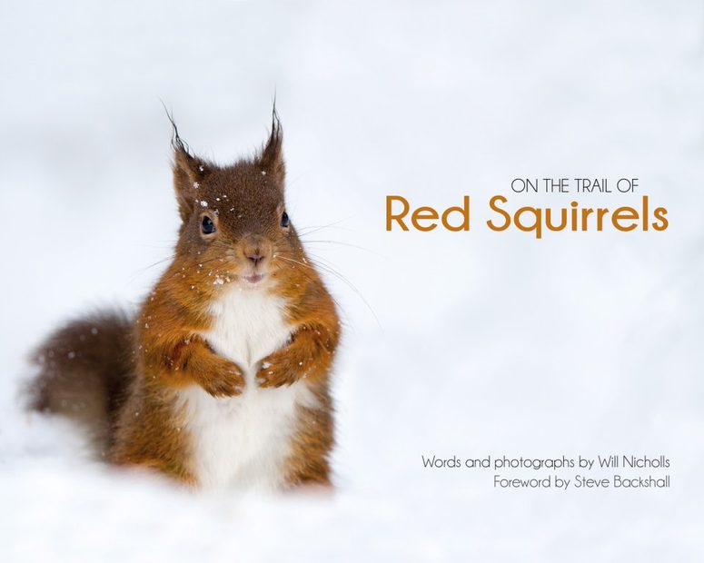 On the Trail of Red Squirrels