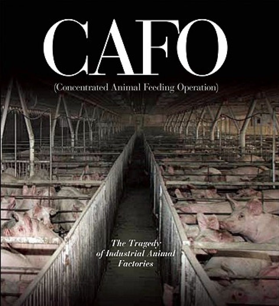 CAFO (Concentrated Animal Feeding Operation): The Tragedy of Industrial  Animal Factories | NHBS Academic & Professional Books