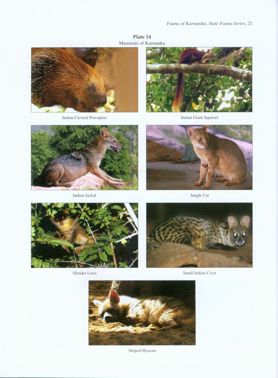 Fauna of Karnataka | NHBS Academic & Professional Books