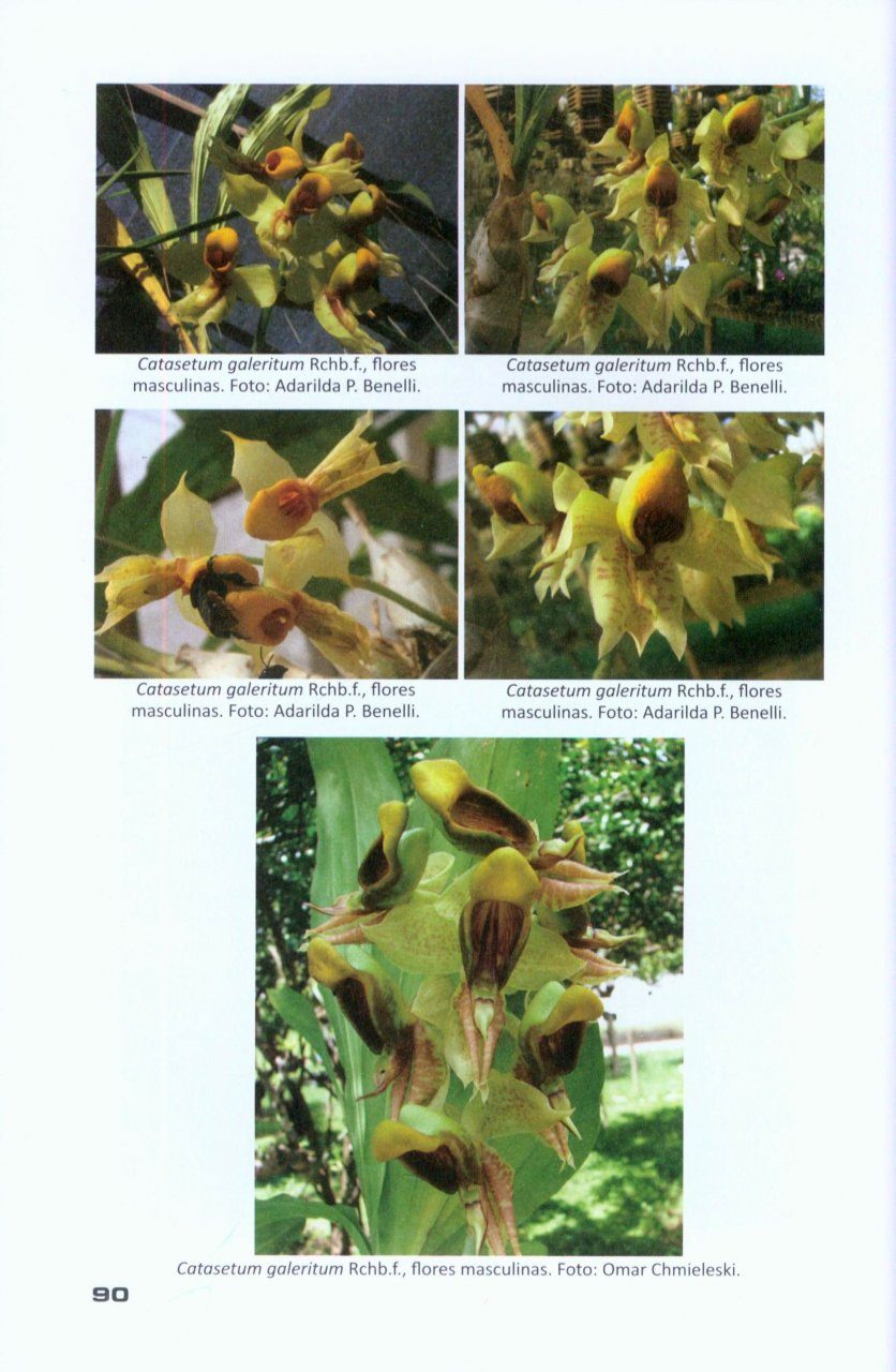 Orquídeas de Mato Grosso [Orchids of Mato Grosso]: Genus Catasetum L.C.  Rich ex Kunth | NHBS Academic & Professional Books