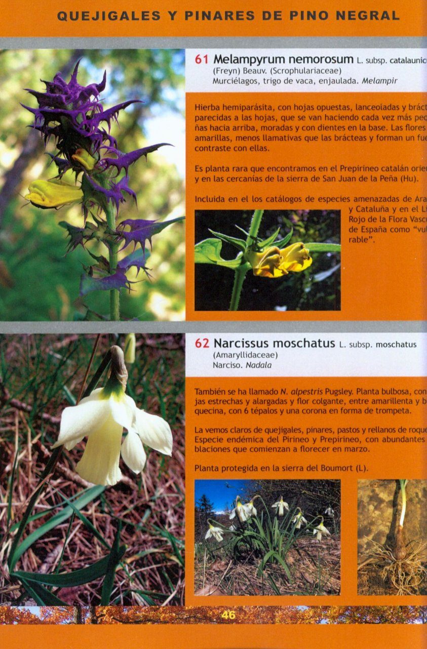 Guía Imprescindible de las Flores del Prepirineo y Tierras Vecinas  [Essential Guide to Flowers of the Pre-Pyrenees and Neighboring Lands] |  NHBS Field Guides & Natural History