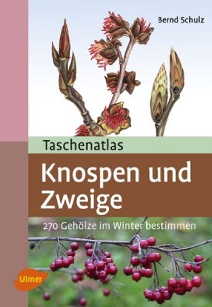 Taschenatlas Knospen und Zweige