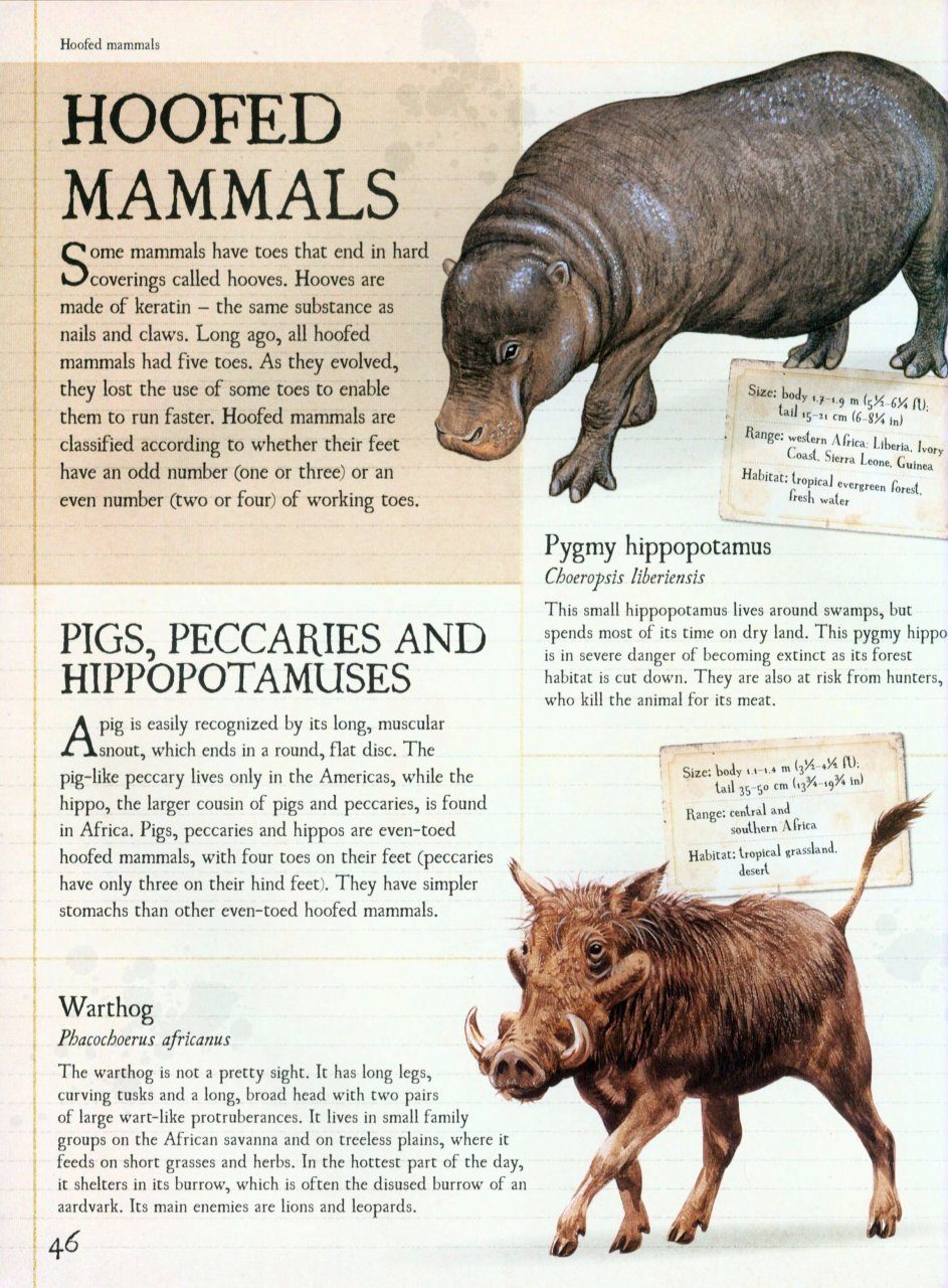 Children S Encyclopedia Of Animals Philip Whitfield