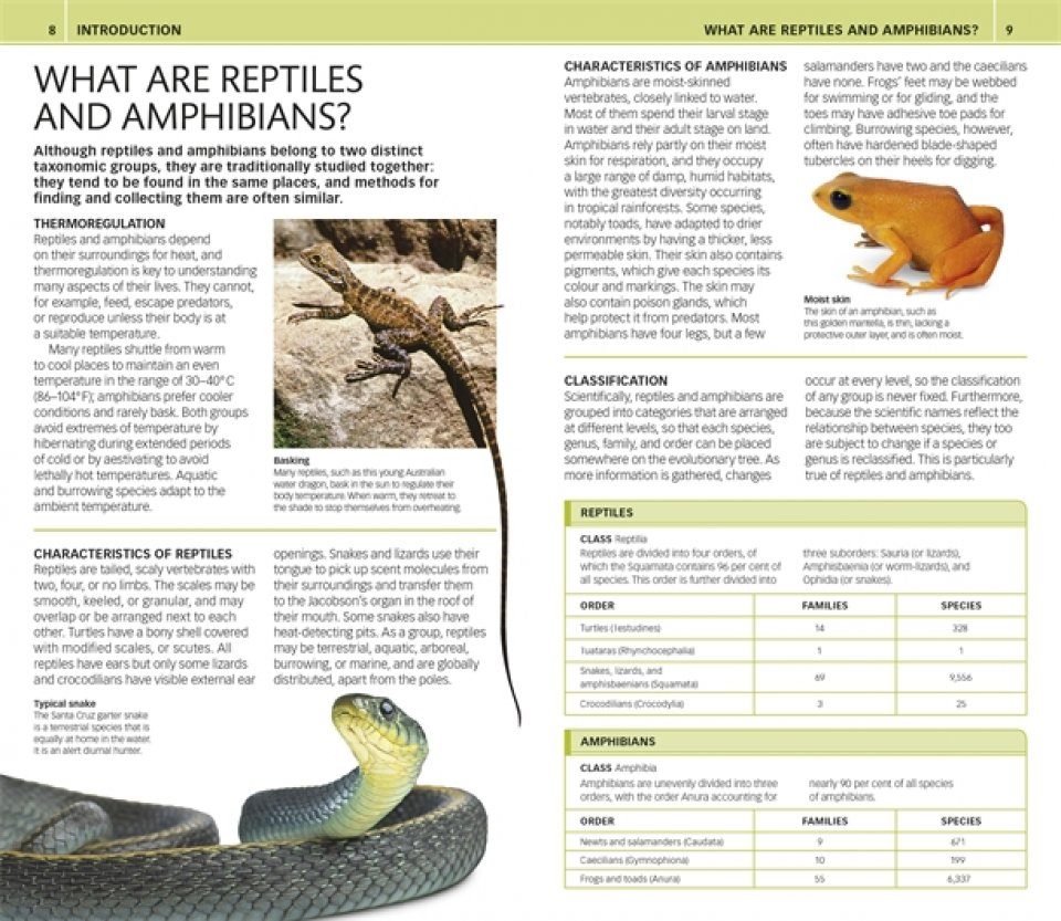 Dk Nature Guide Snakes And Other Reptiles And Amphibians