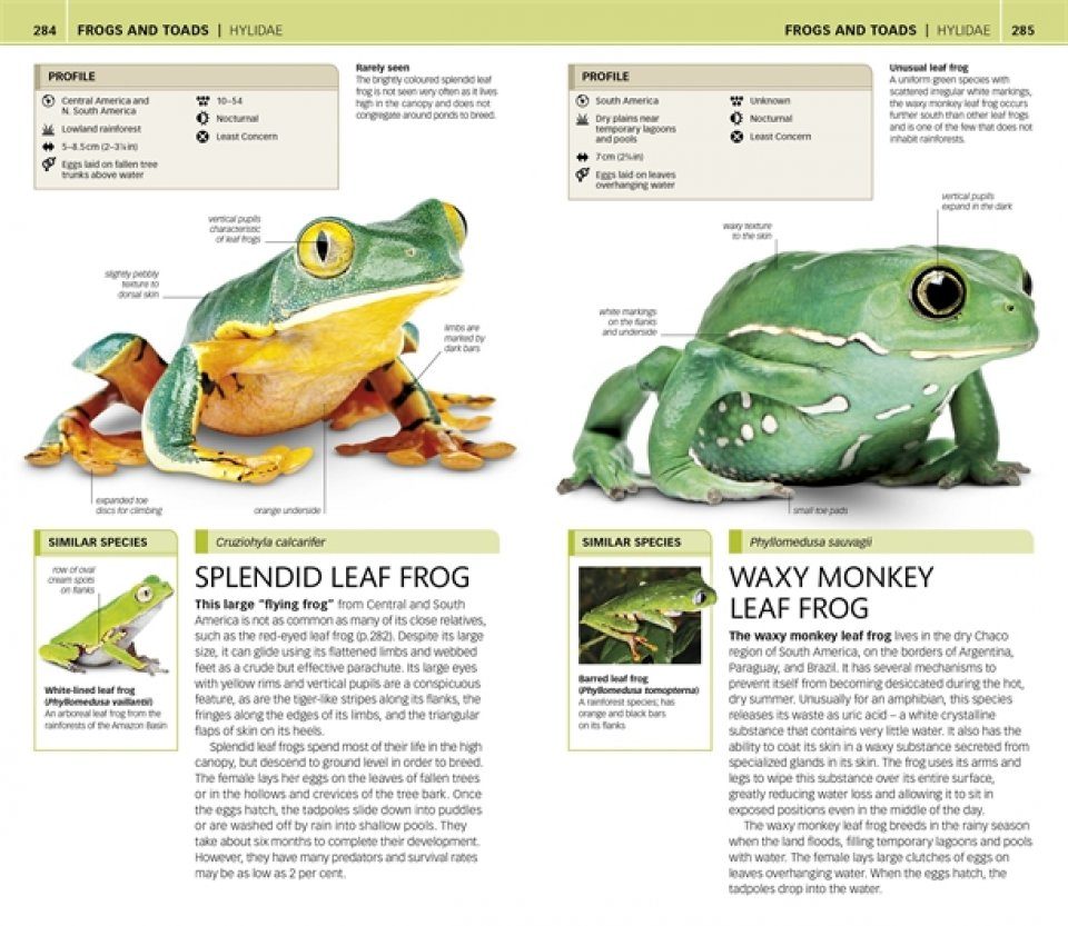 Dk Nature Guide Snakes And Other Reptiles And Amphibians