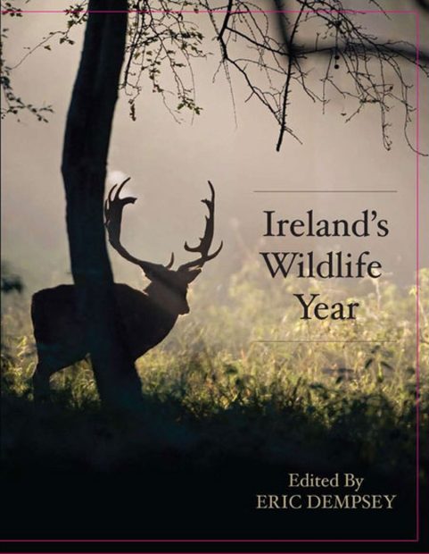 Ireland's Wildlife Year