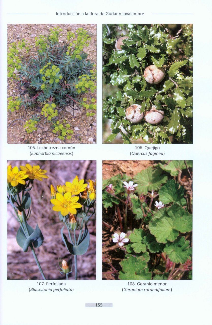 Introducción a la Flora de las Sierras de Gúdar y Javalambre (Teruel) |  NHBS Academic & Professional Books